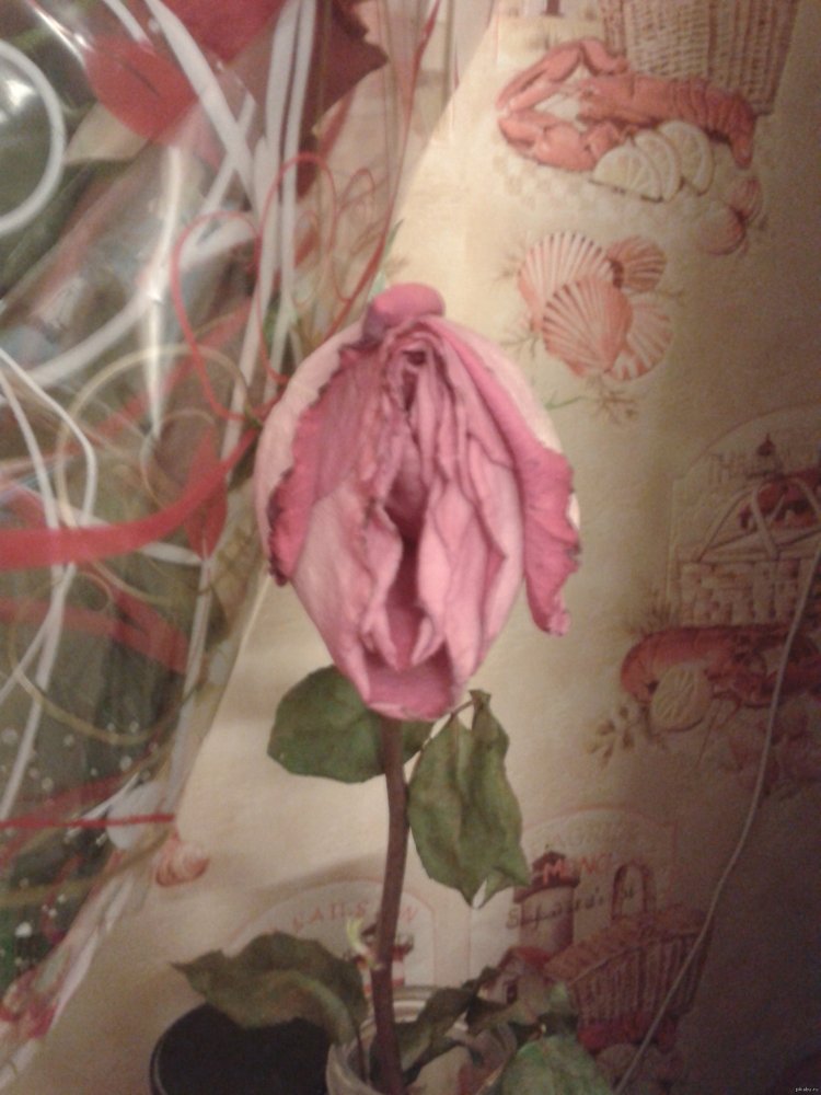 Кактус похожий на мужской орган