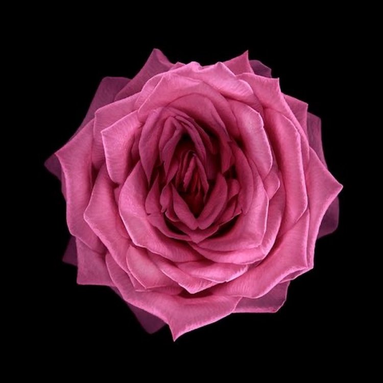 Розой по телу