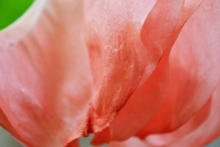 Смешные цветы