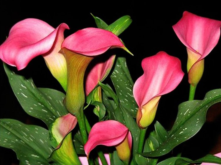 Розовая киска крупным планом