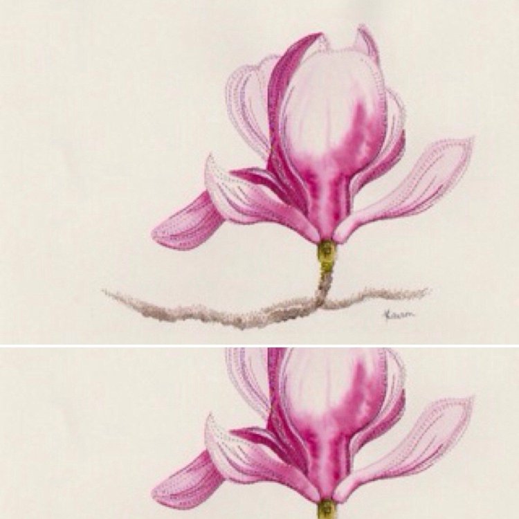 Женские половые розы