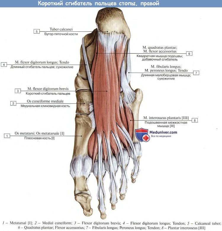 Волосатые задницы парней