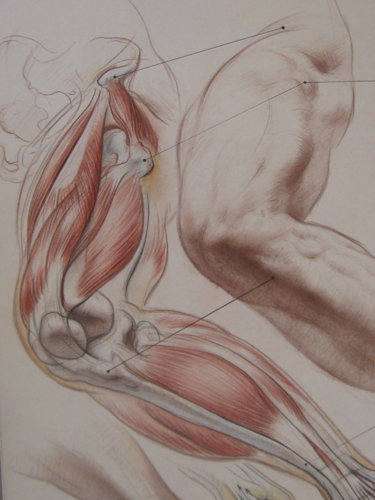 Пухлые малые половые губы