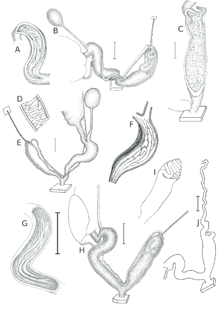 Племя готтентоты 19 век