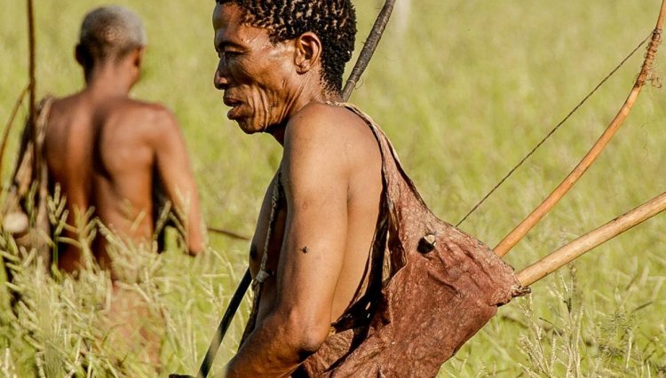 Мочевые органы таблица