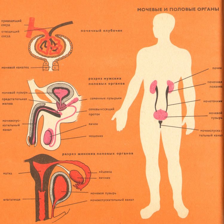 «Готтенготский передник»
