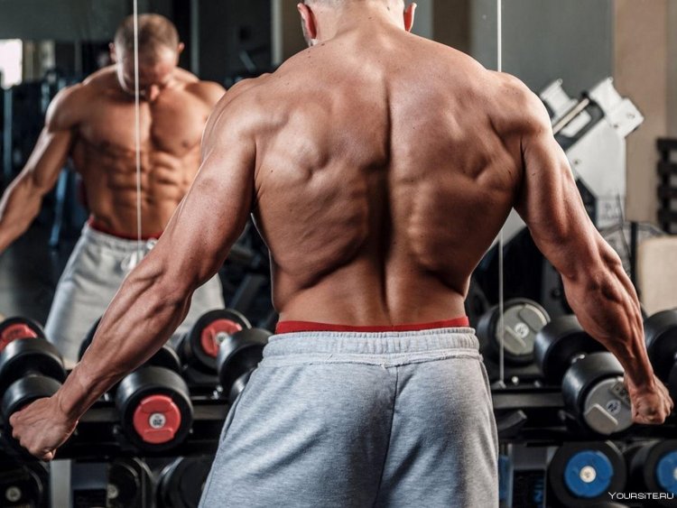 Широчайшие мышцы