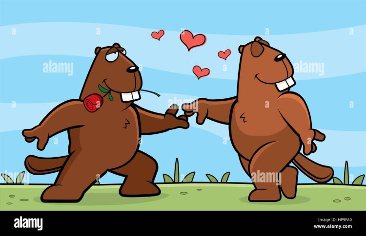 Бобры свадьба