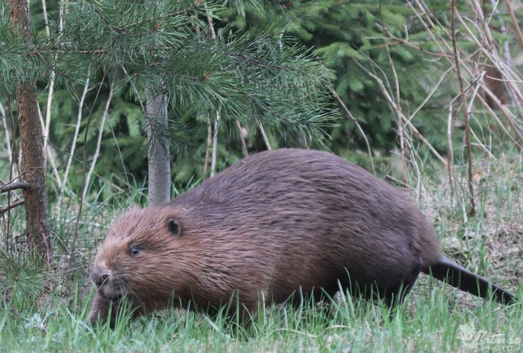 Бобр обыкновенный (Речной) – Castor Fiber