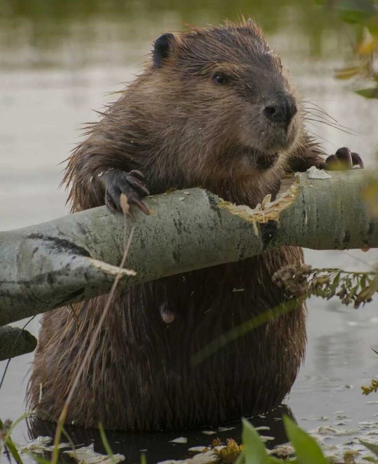 Западно Сибирский обыкновенный Бобр