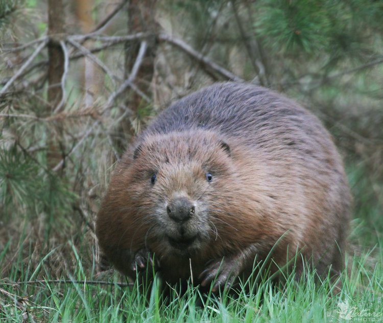 Прикольные обои