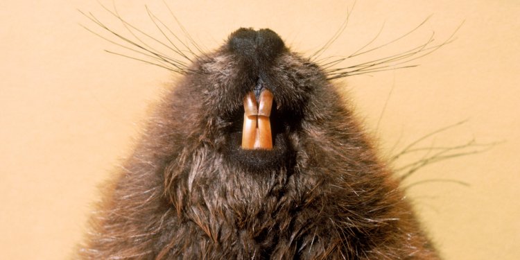 Канадский Бобр