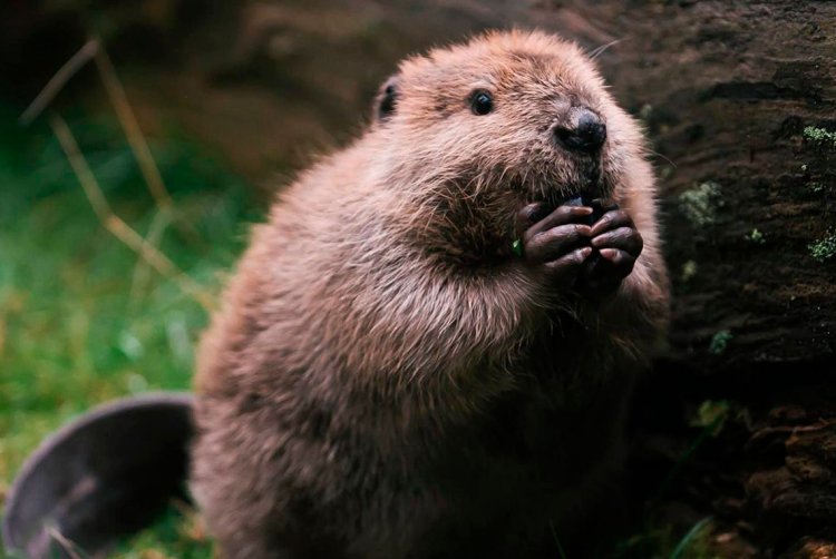 Вектор Бобр милый