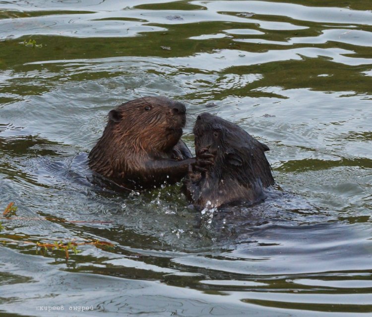 Западносибирский Речной Бобр
