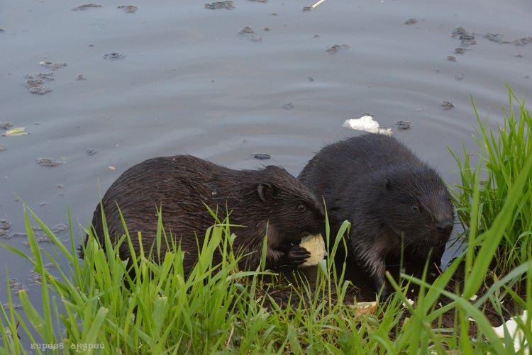 Бобр бобриха и бобрята