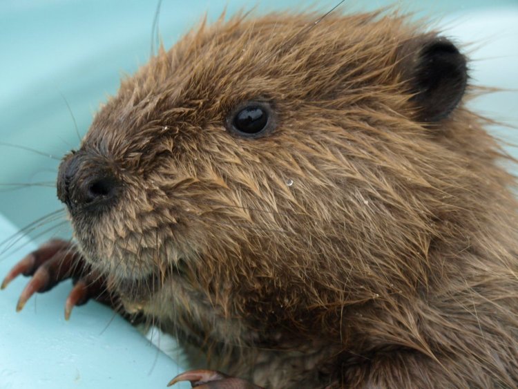Канадский бобр castor canadensis