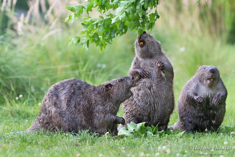 Сэнди чикс 3d