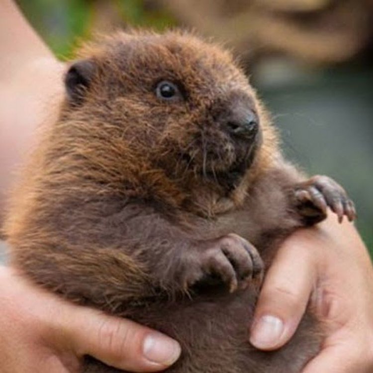 Влюбленные суслики