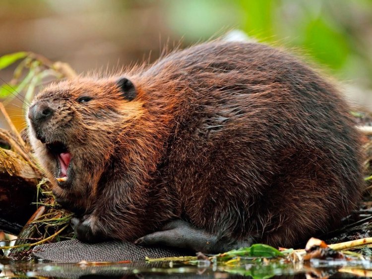 Канадский бобр castor canadensis