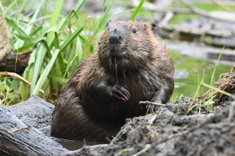 Бобр бобриха и бобрята