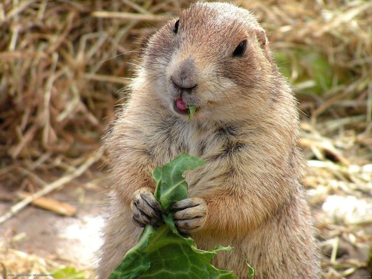 Отряд Грызуны Бобр