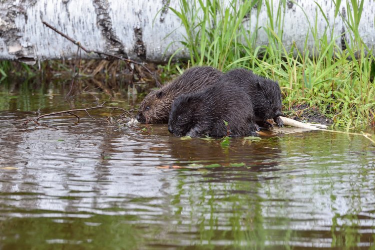 Бобр с бобрятами в хатке