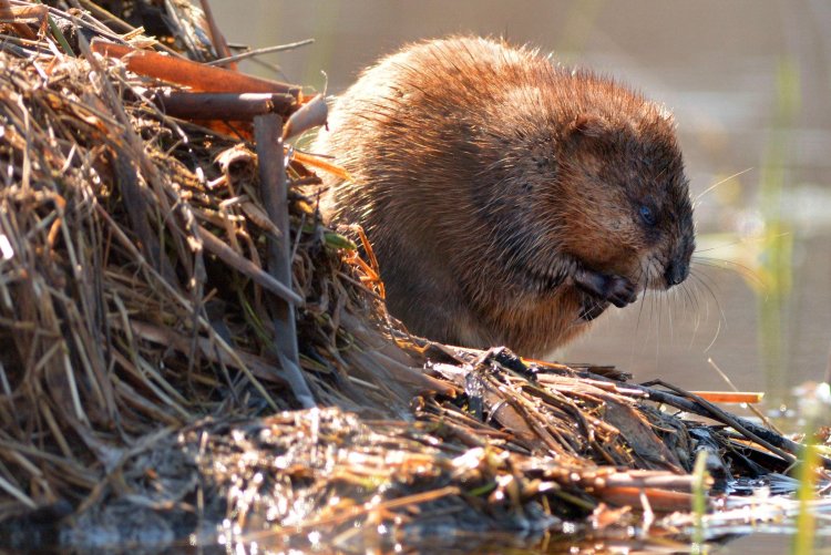 Инквой бобер что это