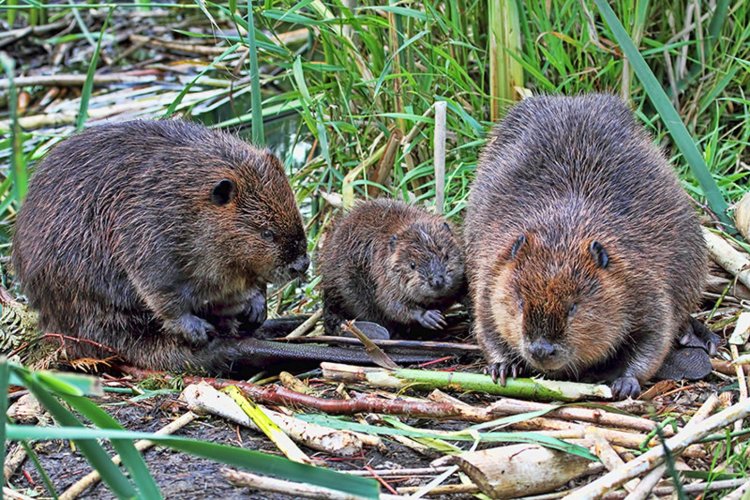 Обыкновенный Бобр