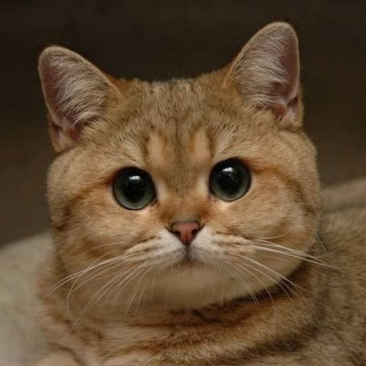 Питер Гриффин думает