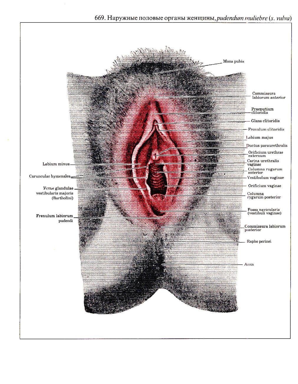 Строение половых органов у женщин (63 фото) .