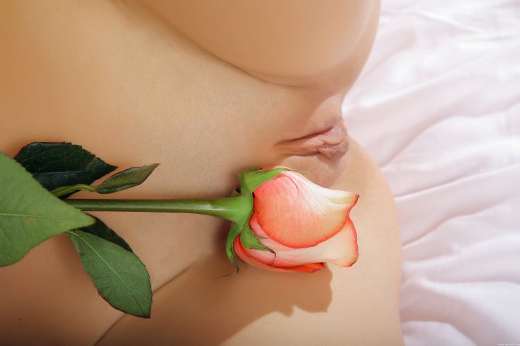 Эротический бутон розы