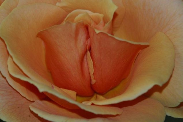 Цветы похожие на женские половые органы