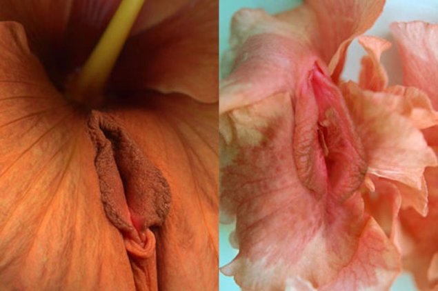 Цветок похожий на женские органы