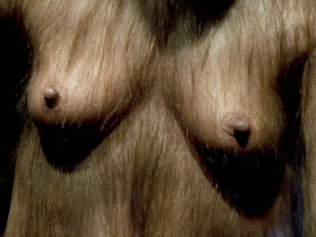 Мужская грудь волосатая