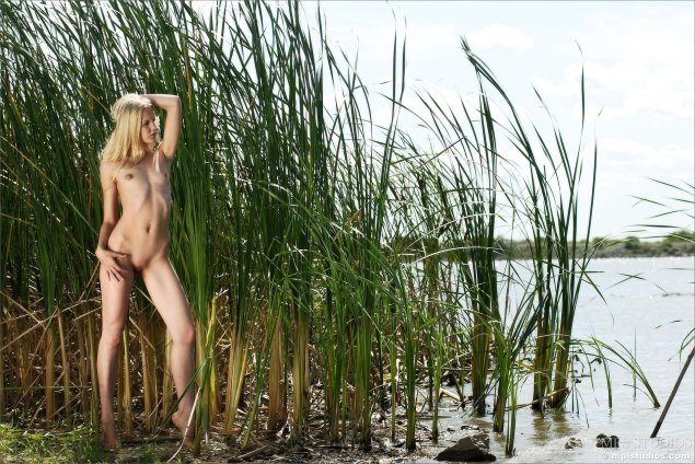 Заросли камыша