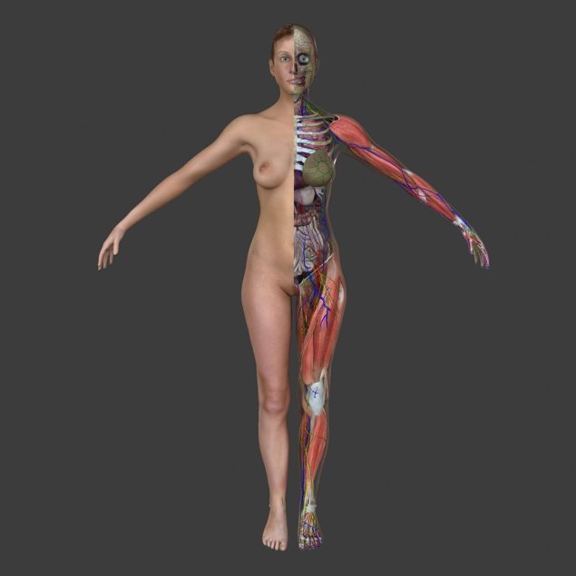 D ню male female anatomy анатомия