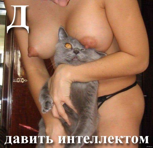 Кот с сиськами