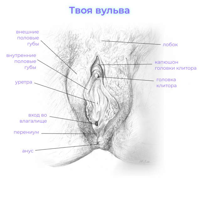 Анатомия женского влагалища